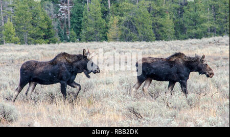 Moose (young stag and a cow) grazing in the Grand Teton National Park in the U.S. state of Wyoming Stock Photo