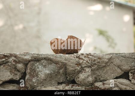 Isolated coconut shell on a stone wall (Ari Atoll, Maldives) Stock Photo