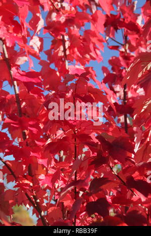Acer rubrim 'Brandywine'. Vibrant autumn foliage of Acer rubrum 'Brandywine' against a blue sky, October, UK Stock Photo