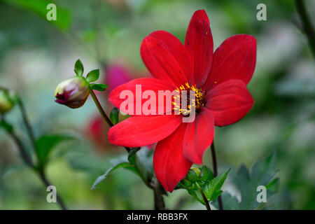 dahlia bishop of llandaff,red dahlias, Peony Flowering Dahlia, Peony Flowered Dahlia,perennial,garden,RM Floral