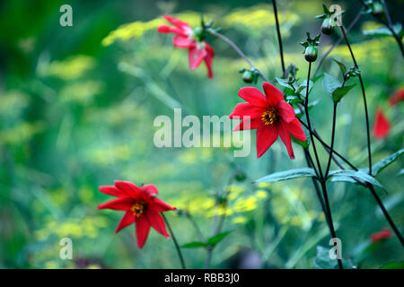 Dahlia seedling,red,scarlet coloured, flower,flowers,flowering,RM Floral Stock Photo