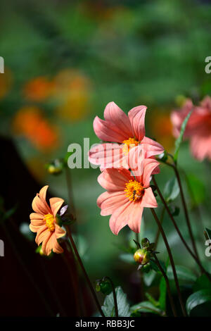 Dahlia seedling,apricot coloured, flower,flowers,flowering,RM Floral Stock Photo