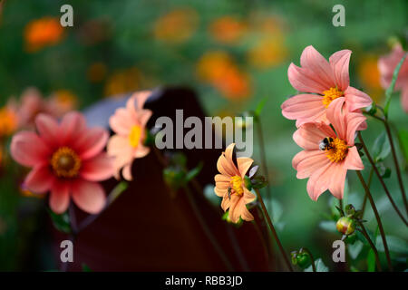 Dahlia seedling,apricot coloured, flower,flowers,flowering,RM Floral Stock Photo