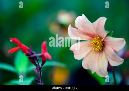 Dahlia seedling,apricot coloured, flower,flowers,flowering,RM Floral Stock Photo