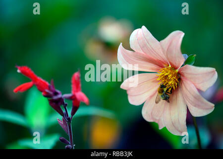 Dahlia seedling,apricot coloured, flower,flowers,flowering,RM Floral Stock Photo