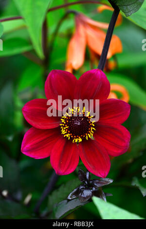 Dahlia seedling,red,scarlet coloured, flower,flowers,flowering,RM Floral Stock Photo