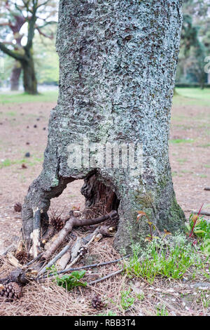 Large hole in base of old tree in park in Japan Stock Photo