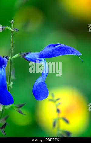 Salvia patens Guanajuato,salvias,intense blue flowers,flowering,perennial,RM Floral Stock Photo