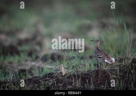 Great Snipe (Gallinago media) displaying in grassland. Latvia. Stock Photo