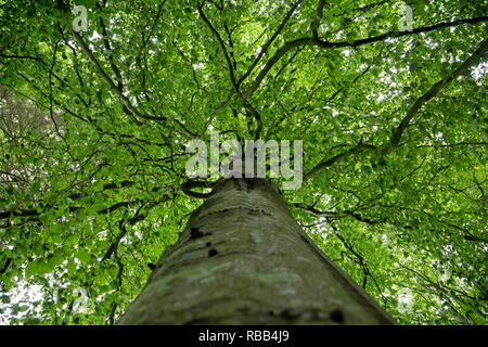 Healthy green leaves on a tree canopy. Stock Photo