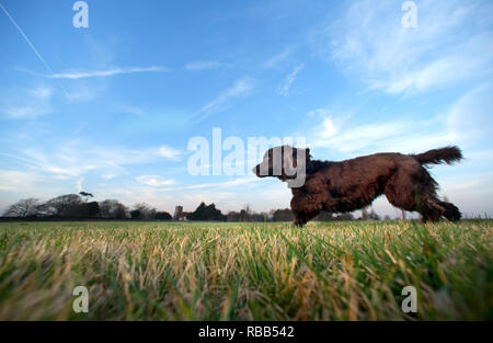 Cocker spaniel running through short grass. Stock Photo