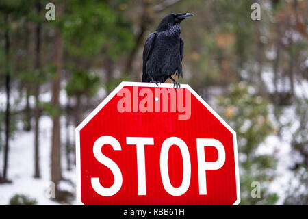 Large Black Bird Resting on Red Stop Sign in Snowy Forest Stock Photo