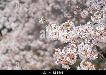 Cherry blossom season in Showa Kinen Koen at Kyoto,Japan. Stock Photo