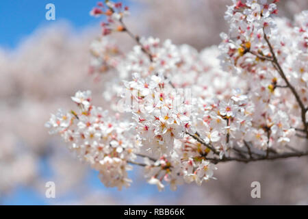 Cherry blossom season in Showa Kinen Koen at Kyoto,Japan. Stock Photo