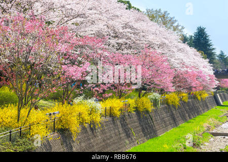 Cherry blossom season in Showa Kinen Koen at Kyoto,Japan. Stock Photo