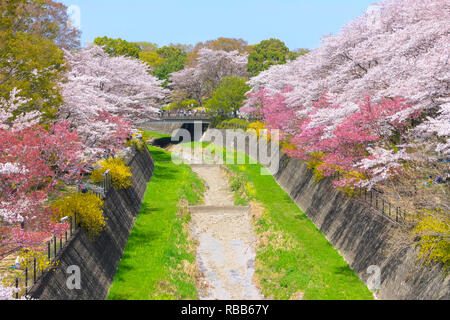 Cherry blossom season in Showa Kinen Koen at Kyoto,Japan. Stock Photo