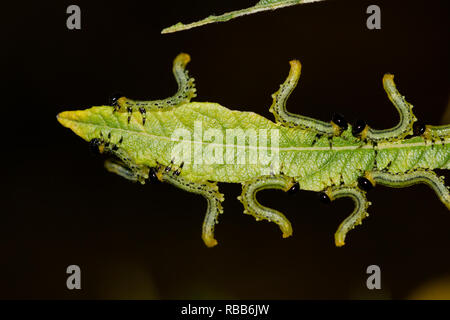 Lesser willow sawfly larva Stock Photo