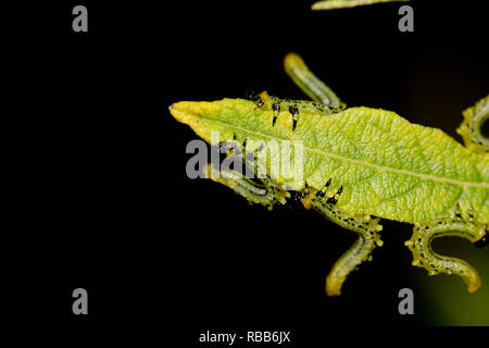 Lesser willow sawfly larva Stock Photo