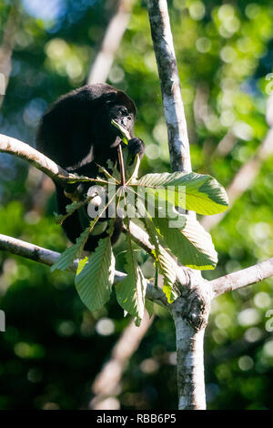 Geoffrey's spider monkey, Tortuguero National Park, Costa Rica Stock Photo