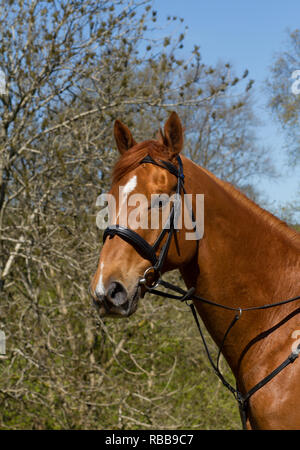 A Thoroughbred horse in bridle. Stock Photo
