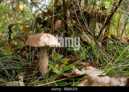 Forest mushroom brown cap boletus growing in the autumn forest among fallen leaves, moss and grass. Edible mushroom bay bolete (Boletus badius) on sun Stock Photo