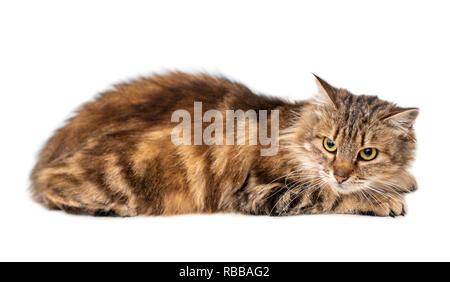 Funny striped cat on white background Stock Photo