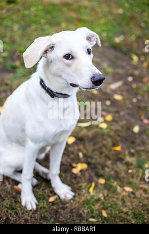 White smiling dog on red leaves background in autumn Stock Photo