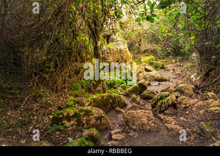 Beautiful rocky path in a wood plenty of wild vegetation. Magic lights in a remote and lonely forest of Spain. Stock Photo