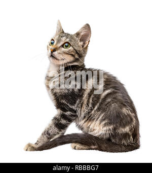 Grey striped funny cat isolated on white background Stock Photo