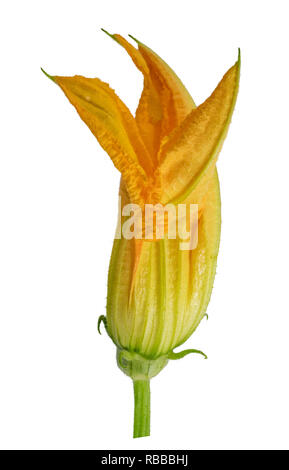 Zucchini flower isolated on white background. Clipping path Stock Photo