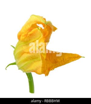 Zucchini flower isolated on white background. Clipping path Stock Photo