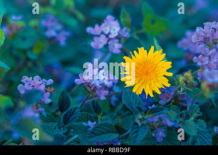 Dandelion. Flowers, selective focus on the yellow dandelion. Stock Photo