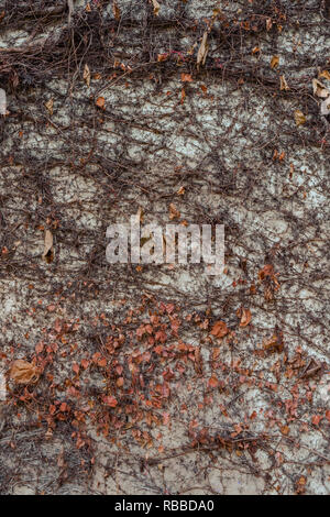 Colorful leaves on concrete wall in autumn. Background of the natural branches of climbing plants with leaves on a wall. Autumn decor. Stock Photo