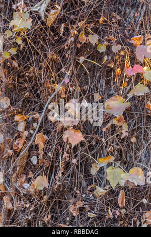 Colorful leaves on concrete wall in autumn. Background of the natural branches of climbing plants with leaves on a wall. Autumn decor. Stock Photo