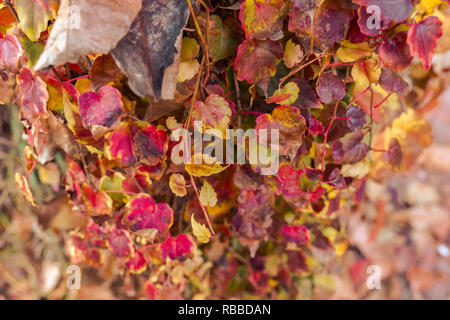 Autumn leafs close up. Seasonal background. Colorful. Selective focus. Stock Photo