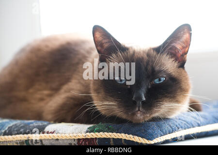 portrait of the siamese cat. blue eyes of a cat Stock Photo
