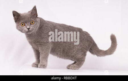 British shorthair kitten, walking in front of white backgrwond Stock Photo