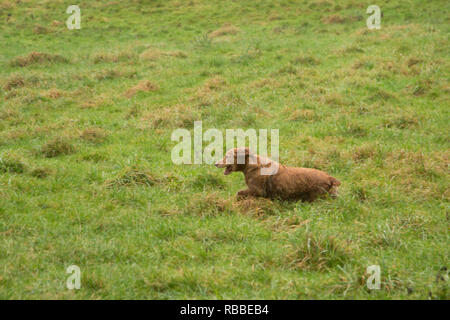 brown spaniel retrieving pheasant in the rain at a pheasant shoot in Hereford England Stock Photo