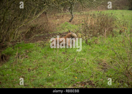 brown spaniel retrieving pheasant in the rain at a pheasant shoot in Hereford England Stock Photo