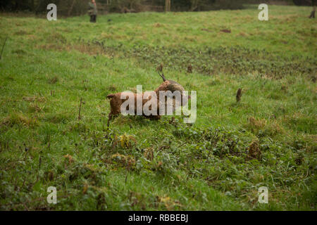 brown spaniel retrieving pheasant in the rain at a pheasant shoot in Hereford England Stock Photo