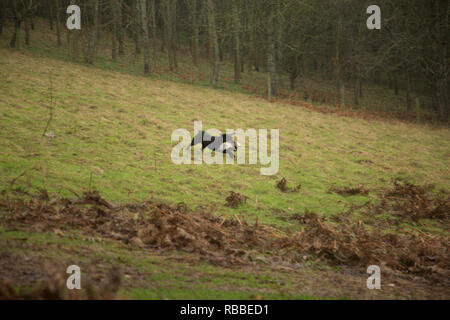Black Labrador retrieving a pheasant on a shoot day, running back to it's owner across the rough land Stock Photo
