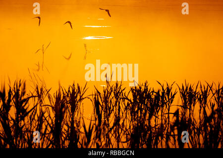 birds fly over the misty morning lake, wonderful colors, wildlife Stock Photo