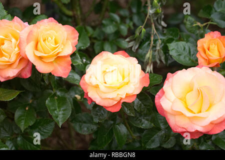 Rosa 'Jam and Jerusalem' flowers. Stock Photo