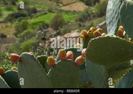 Prickly pears (opuntia) growing in the Mediterranean countryside. Edible fruits members of the cactus family. Stock Photo