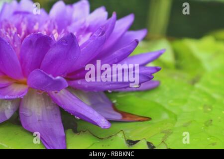 floating purple lotus Stock Photo