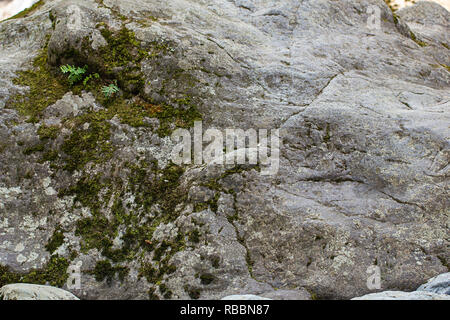 washington state green moss and fern growing in a hard gray boulder in summer Stock Photo