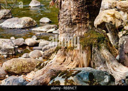 teethmarks from beaver left on tree trunk near water of river and stony shoreline Stock Photo