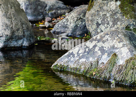 grouping of gray stones in pool with moss growing on them in summer of washington state Stock Photo