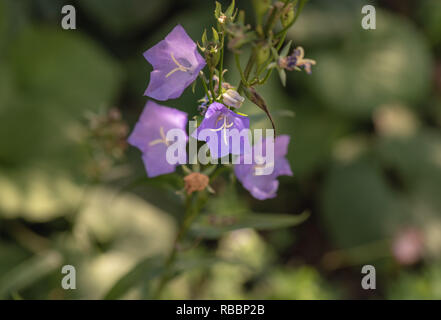 Color outdoor natural floral closeup image of four solated wide open violet peach-leaved bellflower blossoms on natural blurred green background Stock Photo
