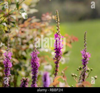 Colorful outdoor natural close up floral image of purple loosestrife blossoms taken in a garden on a hot summer day with natural blurred background Stock Photo